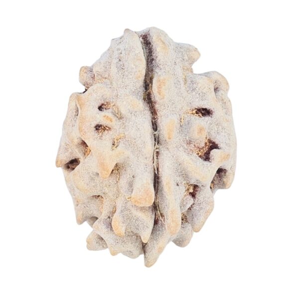 1 Mukhi Rudraksha 16.4mm 1.16gm - Rudraksha