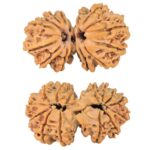 14 Mk Gaurishankar 29.1mm 3.79gm - Rudraksha