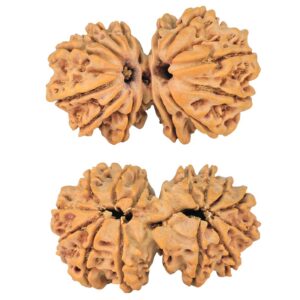 14 Mk Gaurishankar 29.1mm 3.79gm - Rudraksha