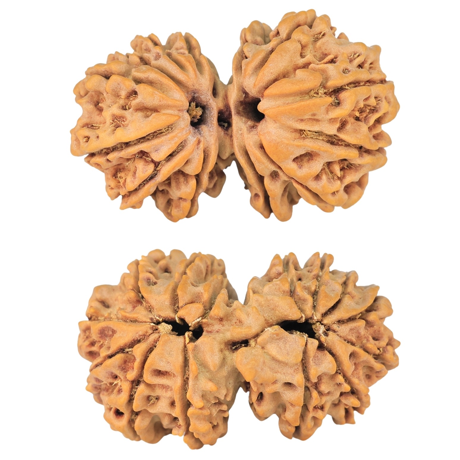 14 Mk Gaurishankar 29.1mm 3.79gm - Rudraksha