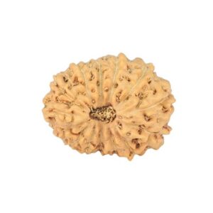 14 Mukhi Rudraksha 15.3mm 1gm - Rudraksha