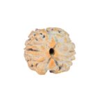 2 Mukhi Rudraksha 16.4mm 1.47gm - Rudraksha