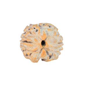 2 Mukhi Rudraksha 16.4mm 1.47gm - Rudraksha