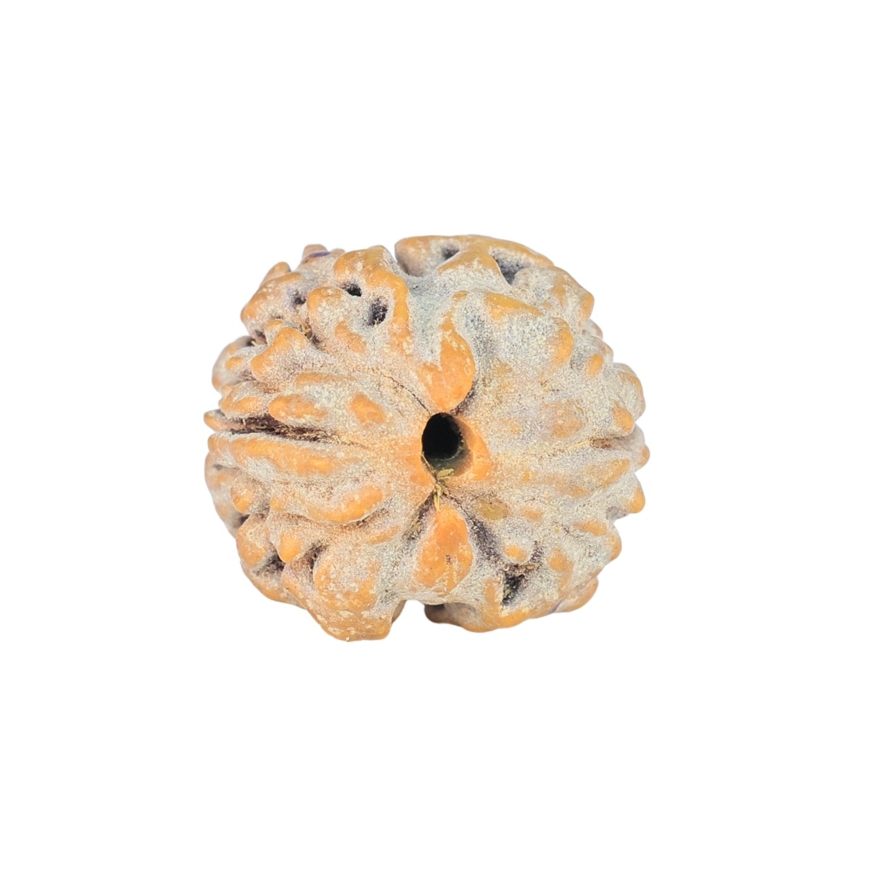 2 Mukhi Rudraksha 16.4mm 1.47gm - Rudraksha