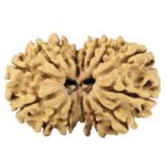 15 MK Gaurishankar 29.8mm 4.09gm - Rudraksha