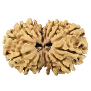 15 MK Gaurishankar 29.8mm 4.09gm - Rudraksha