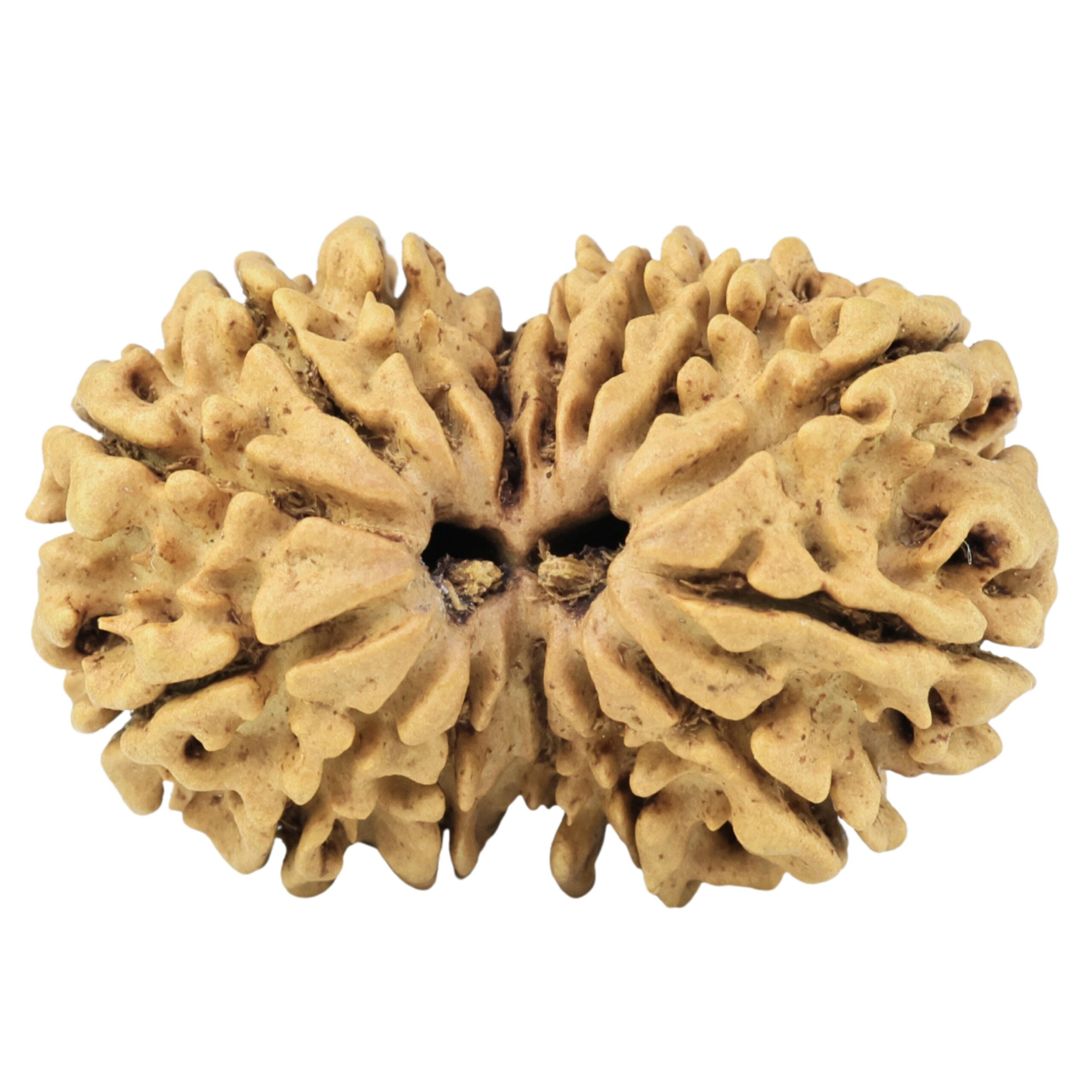 15 MK Gaurishankar 29.8mm 4.09gm - Rudraksha