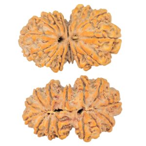 14 Mk Gaurishankar 36.1mm 7.73gm - Rudraksha