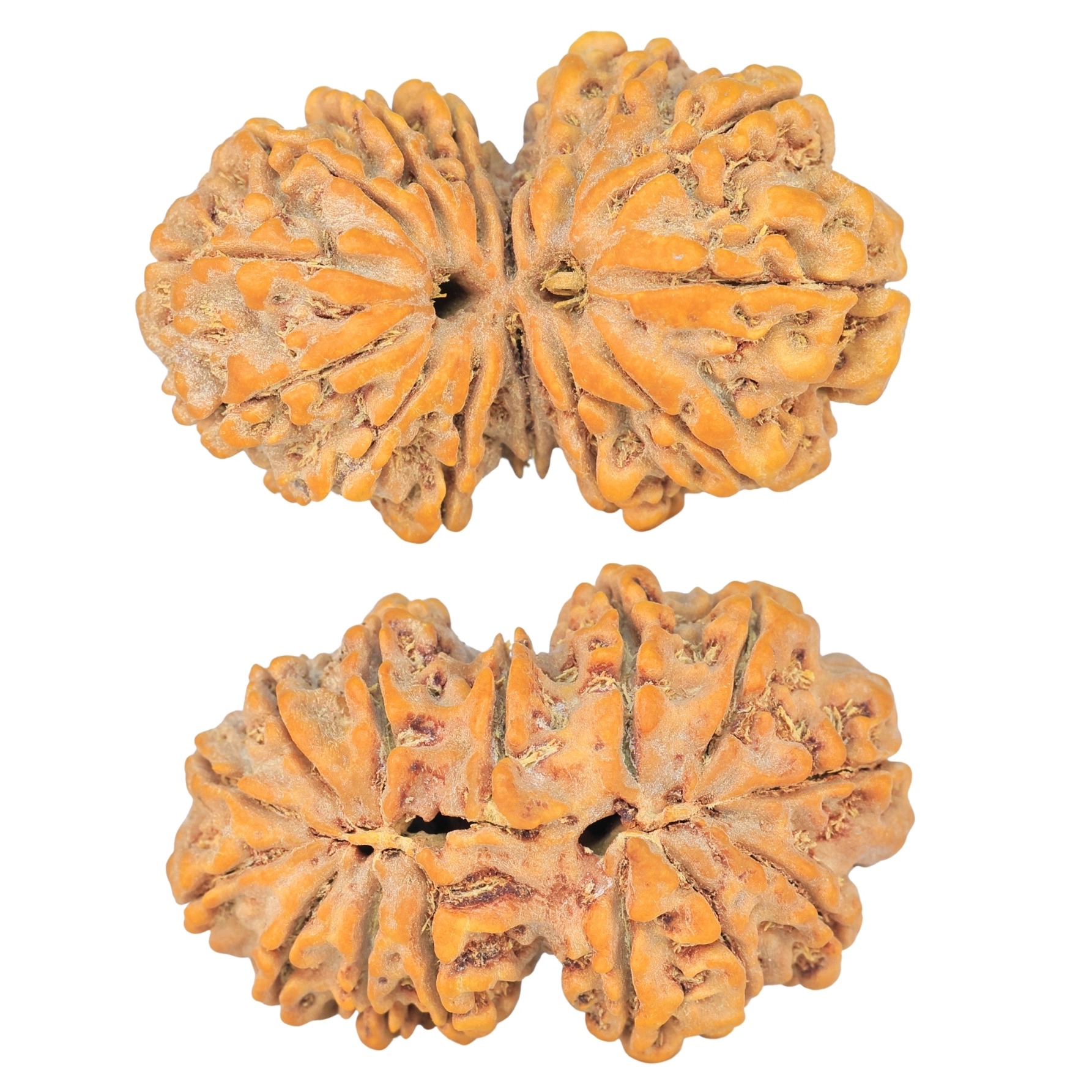 14 Mk Gaurishankar 36.1mm 7.73gm - Rudraksha