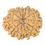 11 Mukhi Rudraksha 25.9mm 3.58gm - Rudraksha