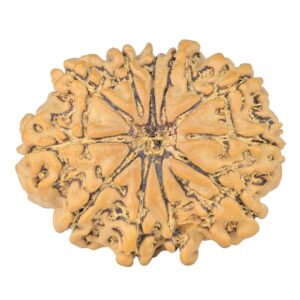 11 Mukhi Rudraksha 25.9mm 3.58gm - Rudraksha