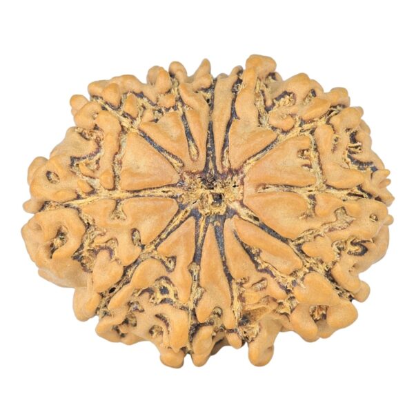 11 Mukhi Rudraksha 25.9mm 3.58gm - Rudraksha