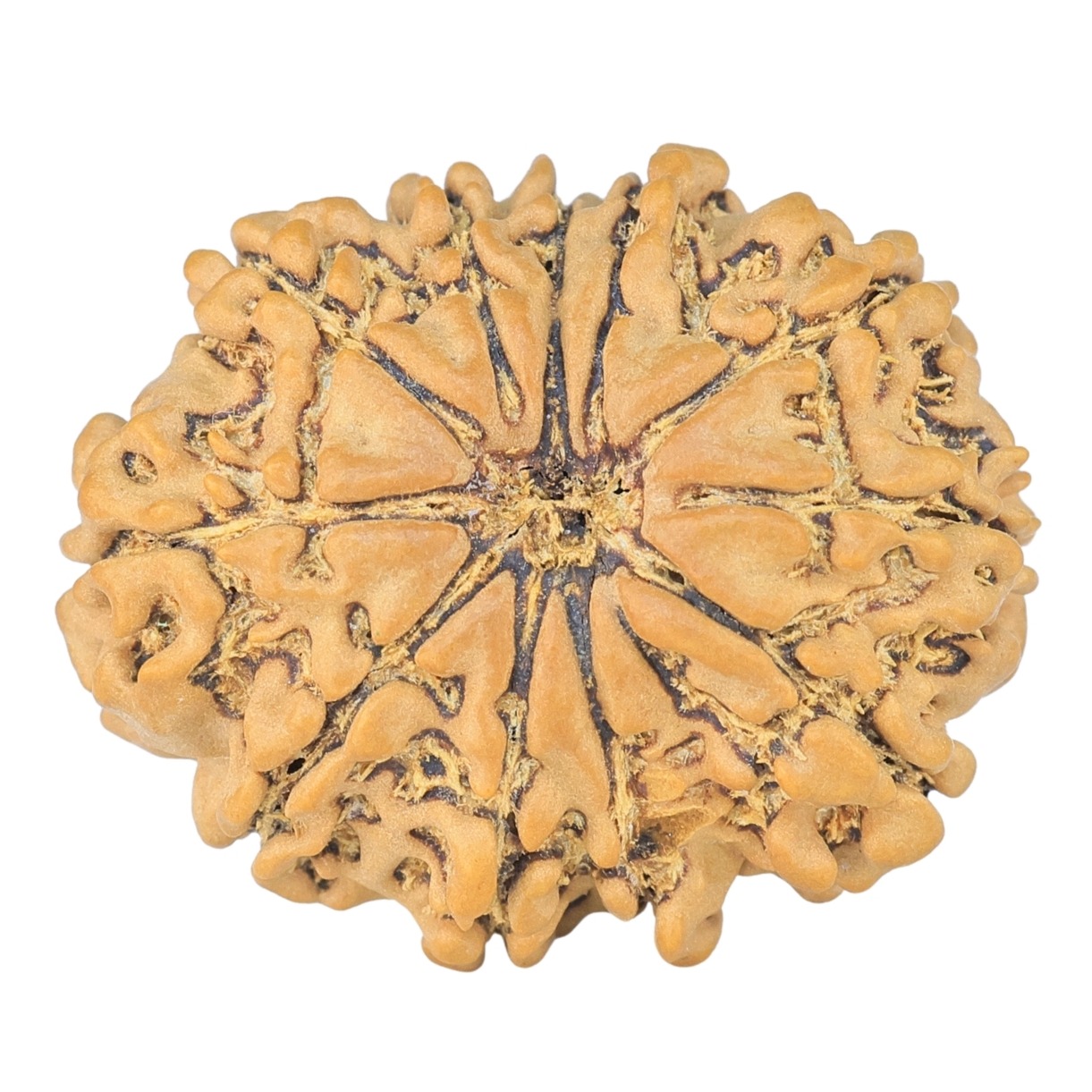 11 Mukhi Rudraksha 25.9mm 3.58gm - Rudraksha