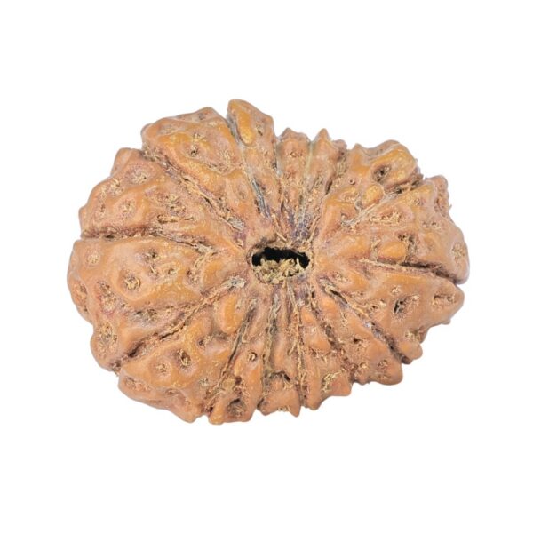 14 Mukhi Rudraksha 22mm 2.58gm - Rudraksha