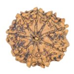 9 Mukhi Rudraksha 22mm 3gm - Rudraksha