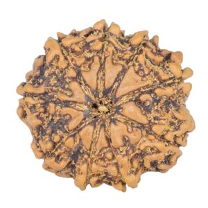 9 Mukhi Rudraksha 22mm 3gm