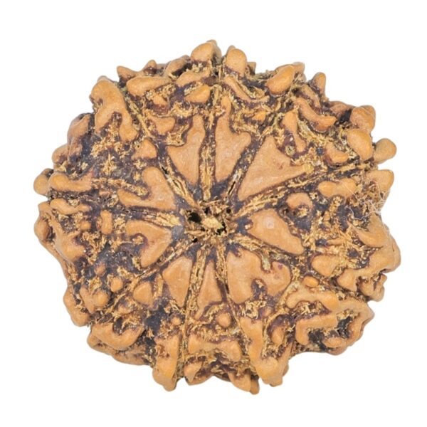 9 Mukhi Rudraksha 22mm 3gm - Rudraksha