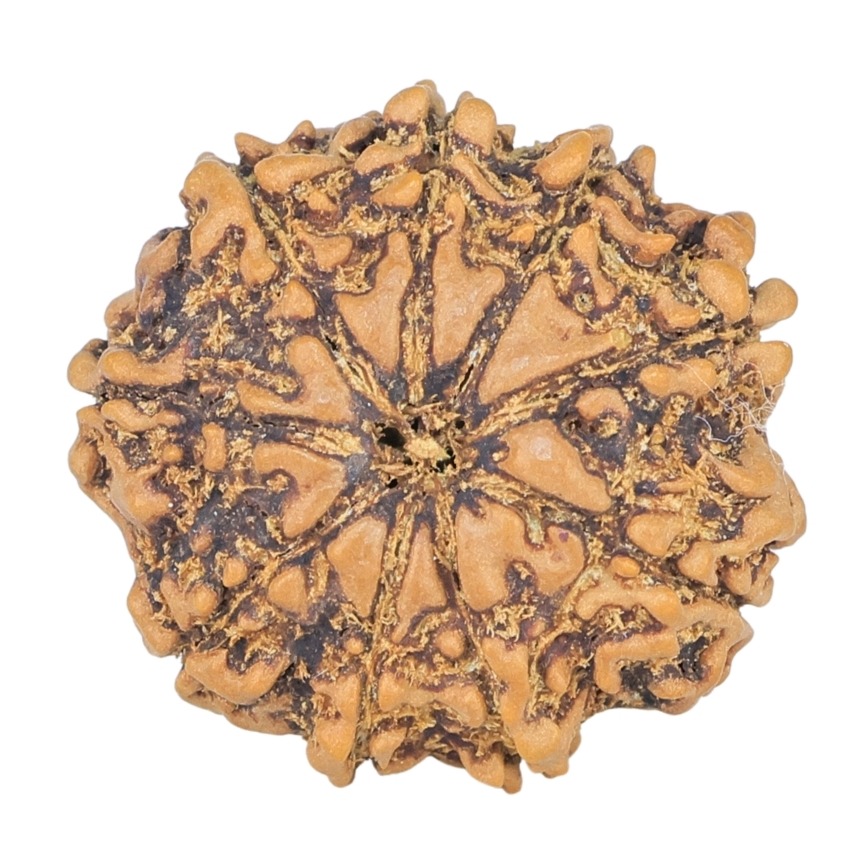 9 Mukhi Rudraksha 22mm 3gm - Rudraksha