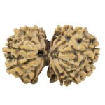 14 Mk Gaurishankar 32mm 5.06gm - Rudraksha