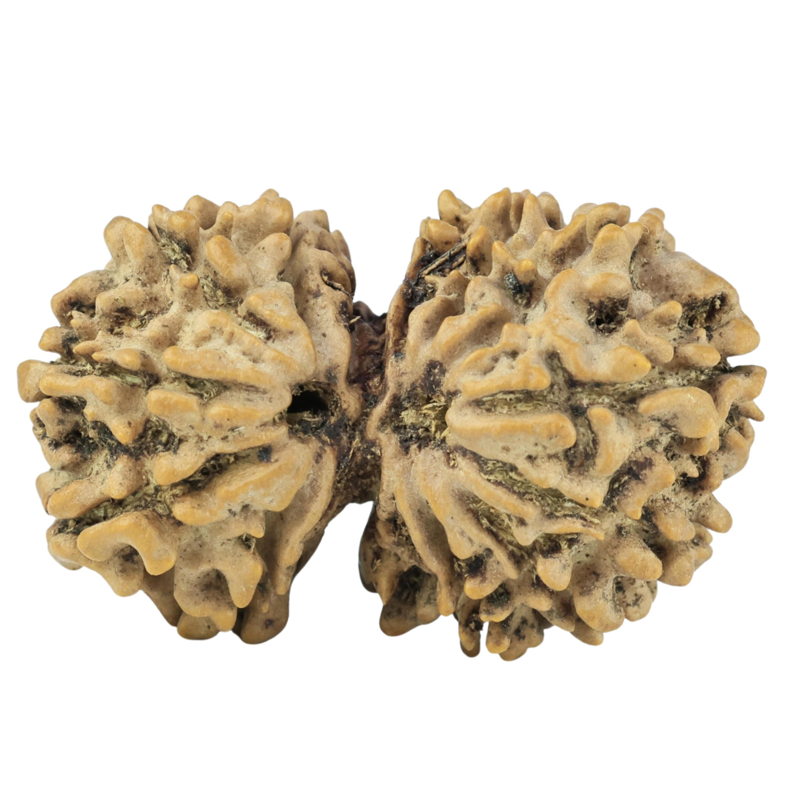 14 Mk Gaurishankar 32mm 5.06gm - Rudraksha