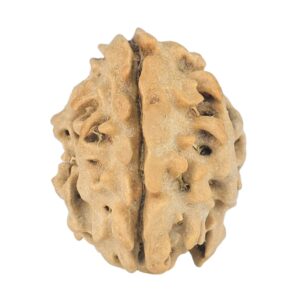 1 Mukhi Rudraksha 19mm 1.72gm - Rudraksha