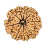 9 Mukhi Rudraksha 20.6mm 2.34gm - Rudraksha