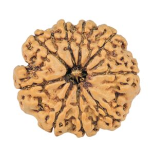 9 Mukhi Rudraksha 20.6mm 2.34gm
