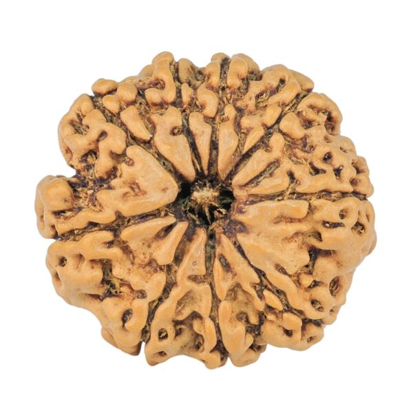 9 Mukhi Rudraksha 20.6mm 2.34gm - Rudraksha