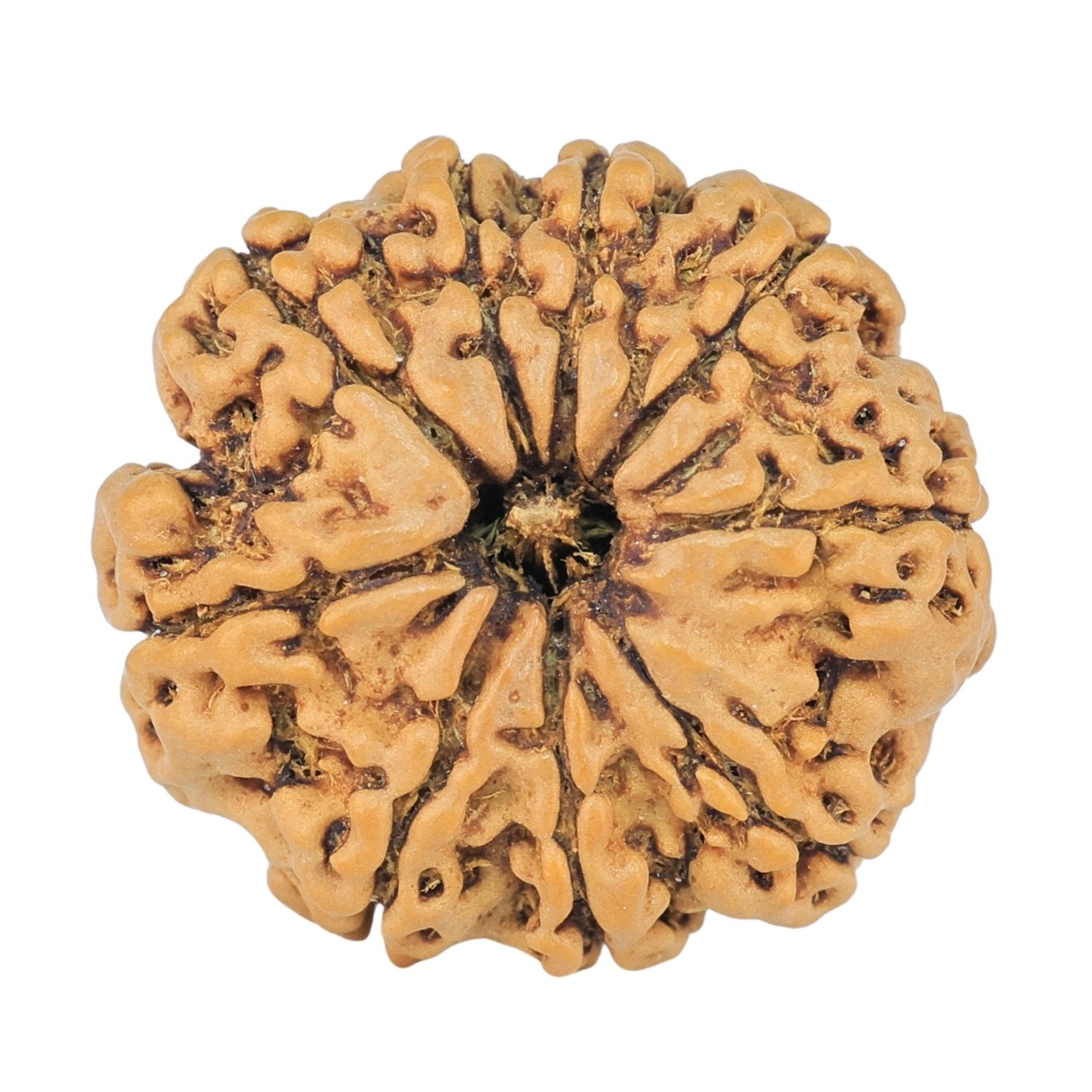 9 Mukhi Rudraksha 20.6mm 2.34gm - Rudraksha
