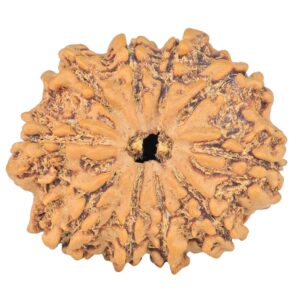 10 Mukhi Rudraksha 24.4mm 3.25gm - Rudraksha