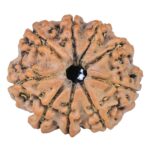 9 Mukhi Rudraksha 22.4mm 3.24gm - Rudraksha