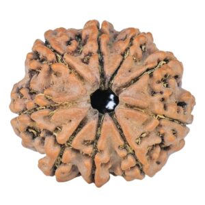 9 Mukhi Rudraksha 22.4mm 3.24gm