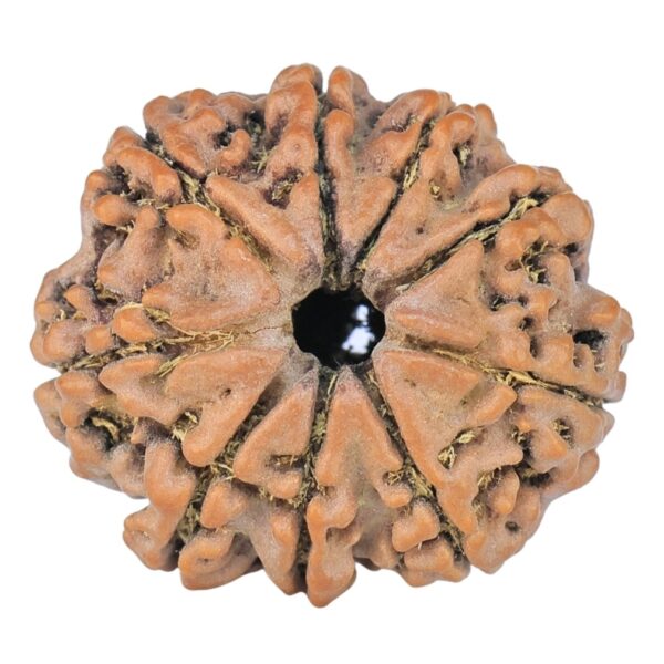 9 Mukhi Rudraksha 22.4mm 3.24gm - Rudraksha