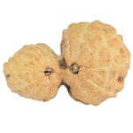 17 MK Gaurishankar 21mm 1.38gm - Rudraksha