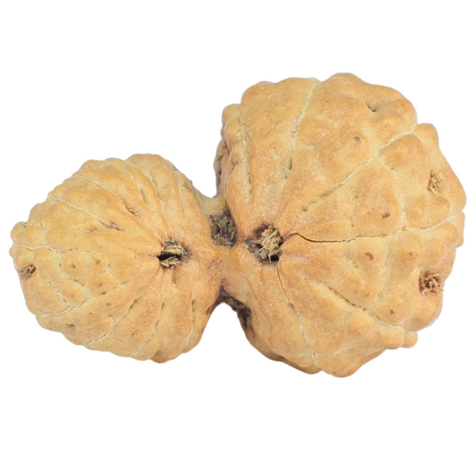 17 MK Gaurishankar 21mm 1.38gm - Rudraksha