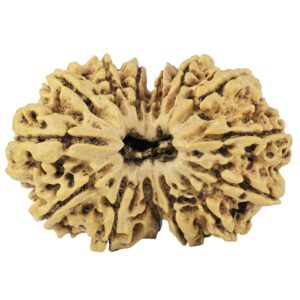 14 Mk Gaurishankar 33.6mm 5.93gm - Rudraksha