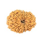 14 Mukhi Rudraksha 22.6mm 2.68gm - Rudraksha