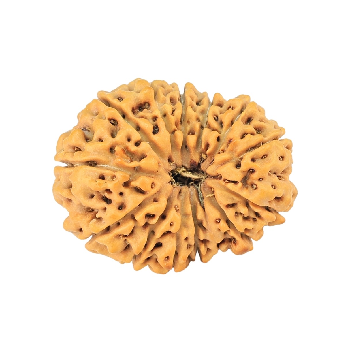 14 Mukhi Rudraksha 22.6mm 2.68gm - Rudraksha