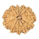 11 Mukhi Rudraksha 24mm 2.94gm - Rudraksha