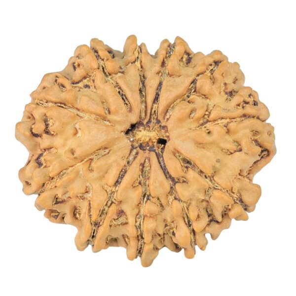11 Mukhi Rudraksha 24mm 2.94gm - Rudraksha