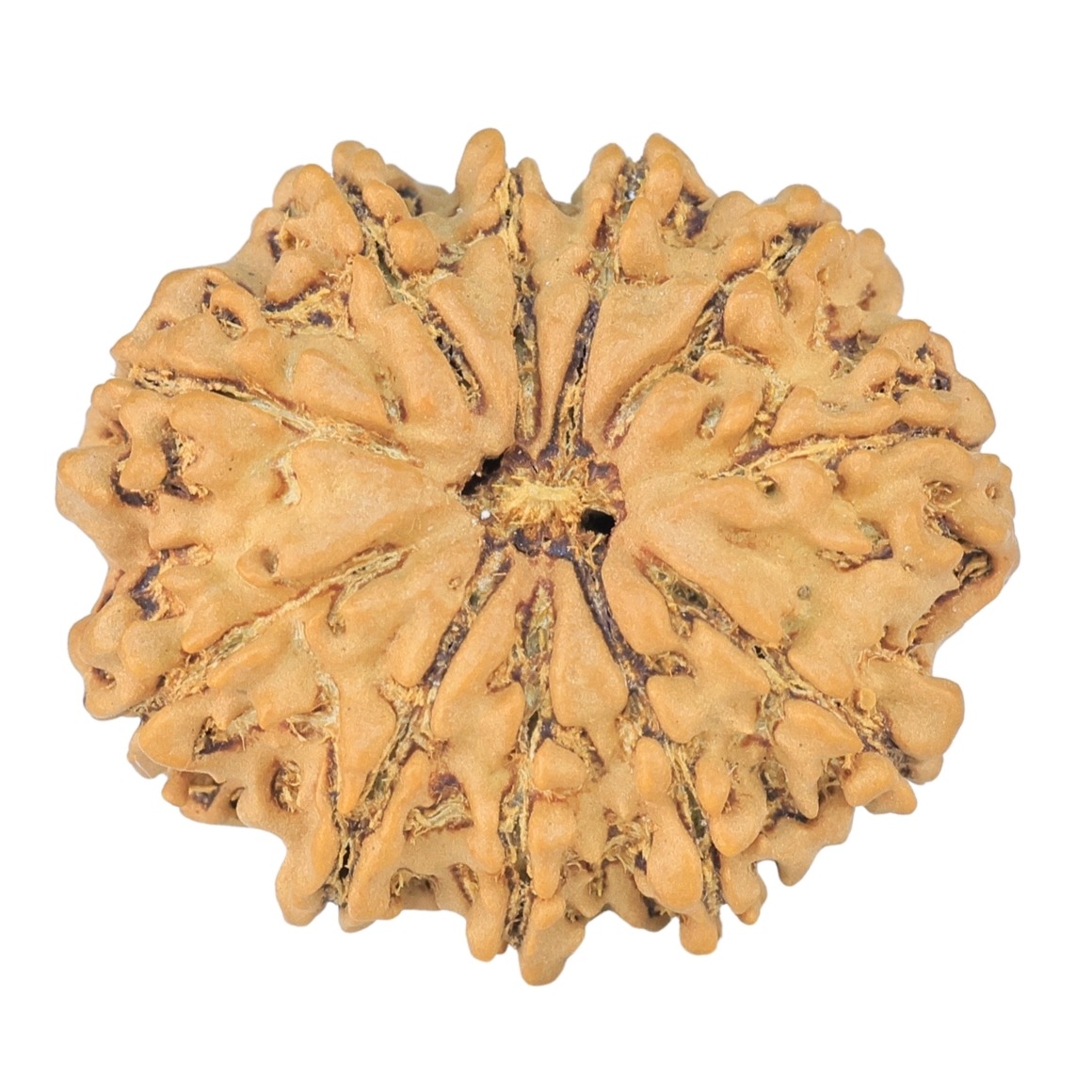 11 Mukhi Rudraksha 24mm 2.94gm - Rudraksha
