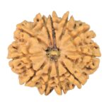 11 Mukhi Rudraksha 25.5mm 3.92gm - Rudraksha