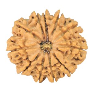 11 Mukhi Rudraksha 25.5mm 3.92gm - Rudraksha