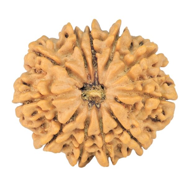 11 Mukhi Rudraksha 25.5mm 3.92gm - Rudraksha