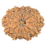 12 Mukhi Rudraksha 26mm 3.55gm - Rudraksha