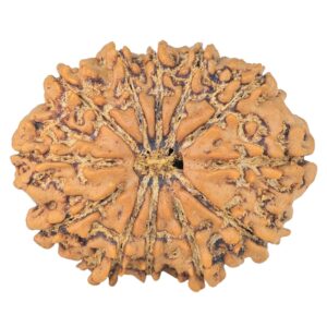 12 Mukhi Rudraksha 26mm 3.55gm