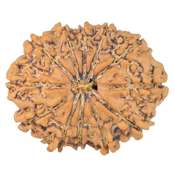 12 Mukhi Rudraksha 26mm 3.55gm - Rudraksha