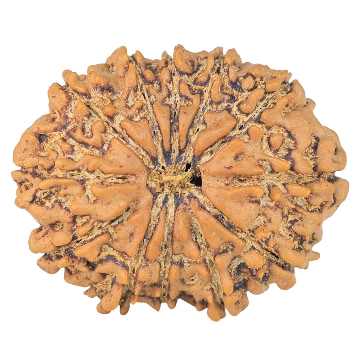 12 Mukhi Rudraksha 26mm 3.55gm - Rudraksha