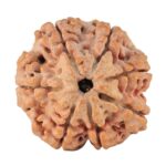7 Mukhi Rudraksha 28.3mm 7.68gm - Rudraksha