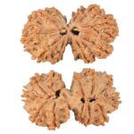 14 Mk Gaurishankar 34.2mm 5.28gm - Rudraksha